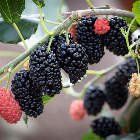 mojo berry mulberry